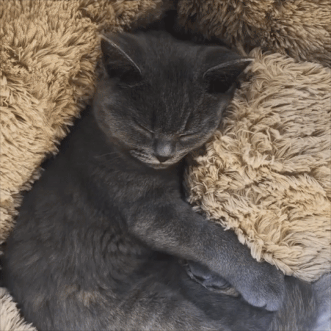 Cat Bed Soft fabric